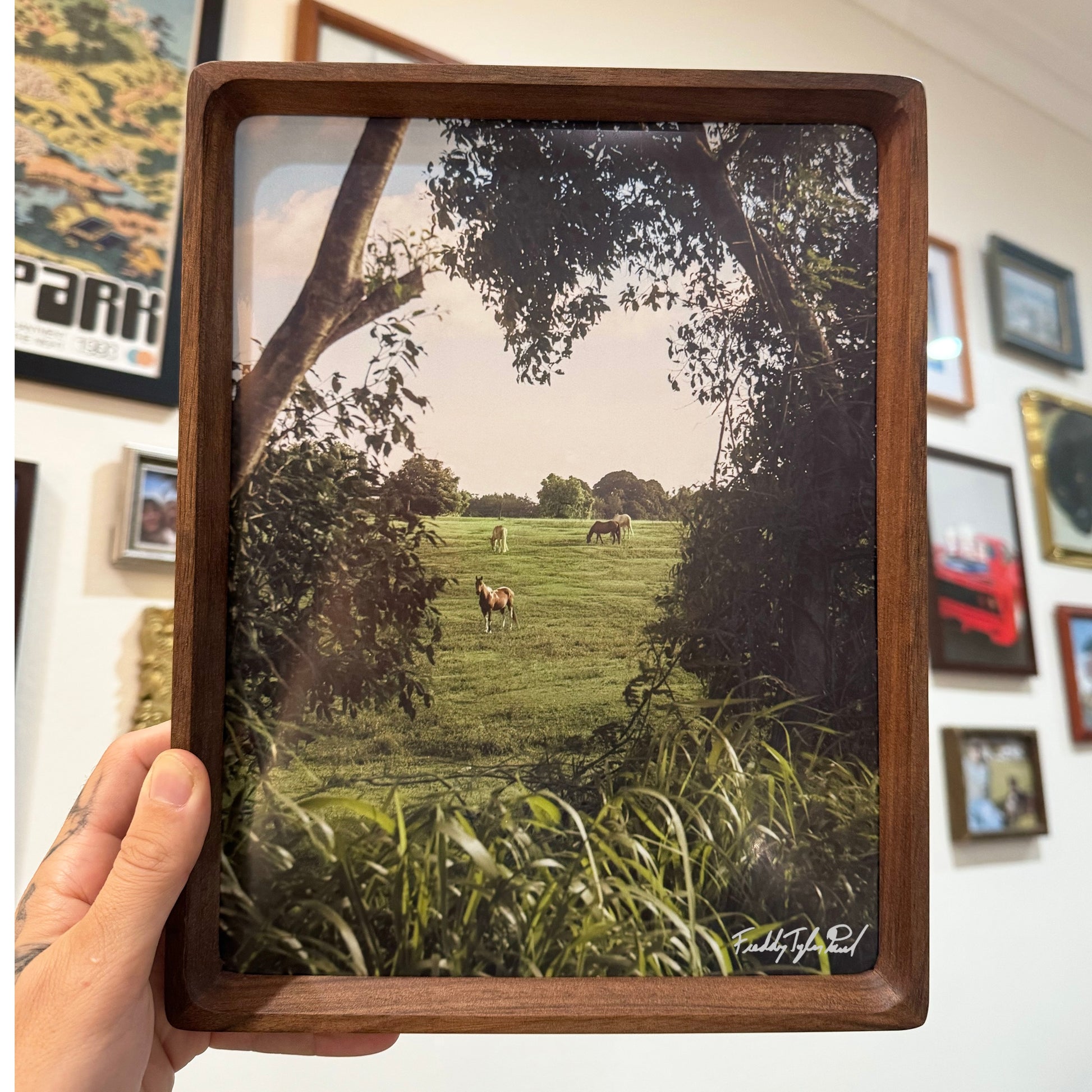 Framed photograph of a field with trees and animals held by a hand against a wall with other framed pictures.