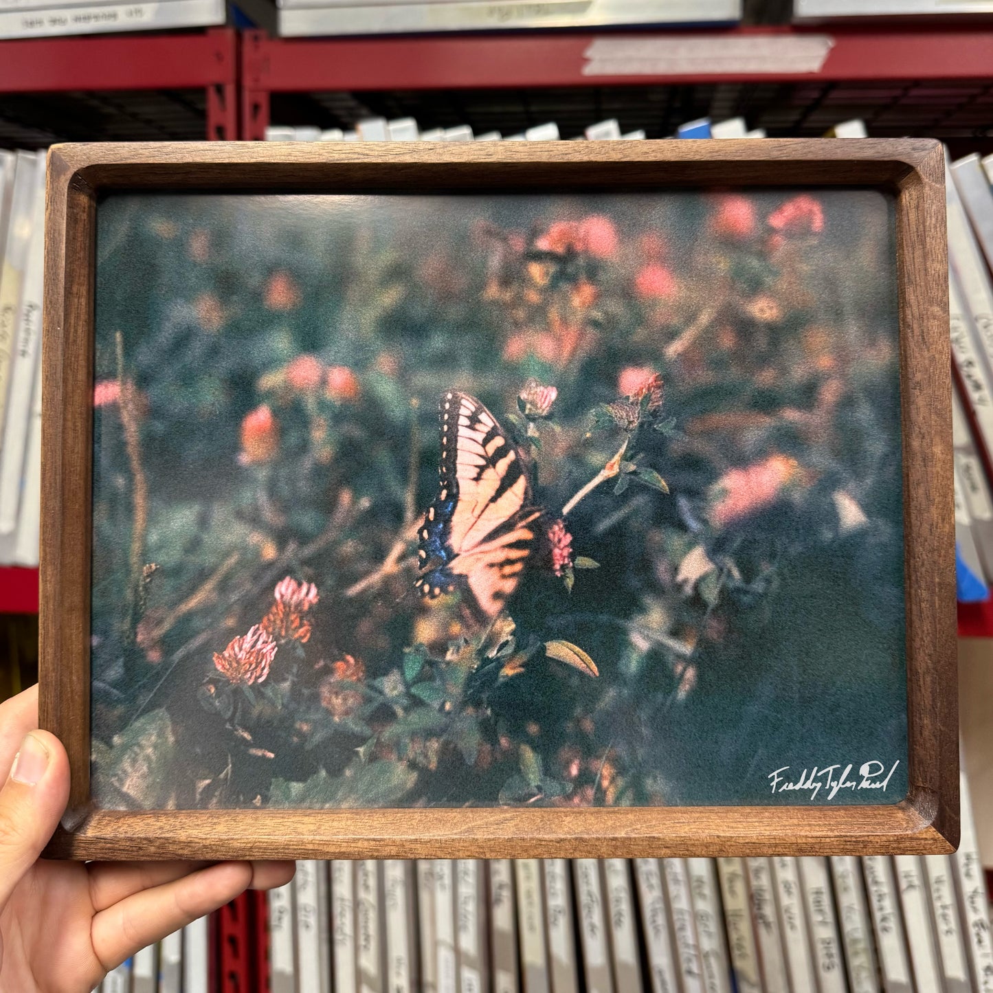 ‘Monarch’ Fine Art Print