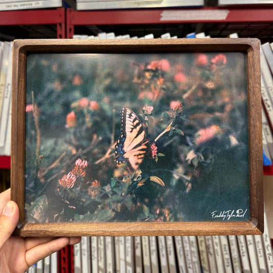 ‘Monarch’ Fine Art Print