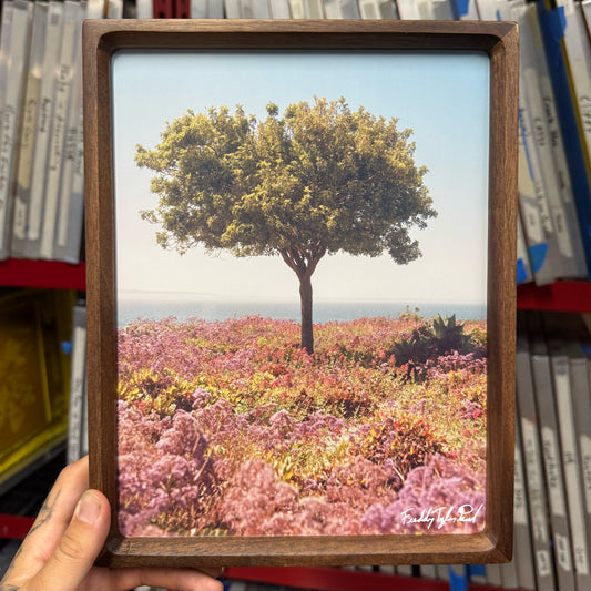 ‘Roots’ Fine Art Print